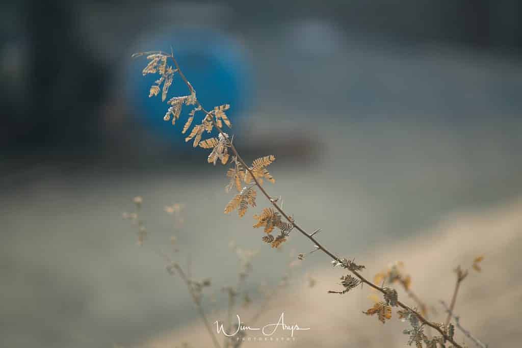 Review: Test Minolta AF 300mm F4 HS APO G A-Mount on Sony Review: Test Minolta AF 300mm F4 HS APO G A-Mount on Sony